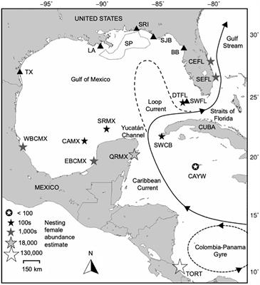 United States Gulf of Mexico Waters provide important nursery habitat for Mexico’s Green turtle nesting populations